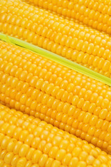 Corn Cob woith golden seed