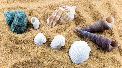 Shells