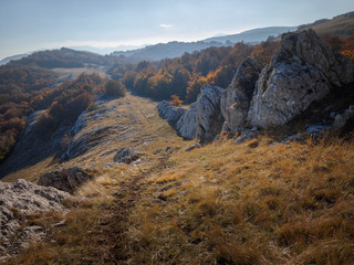 Autumn beautiful forest