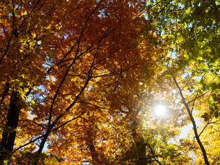 Autumn beautiful forest