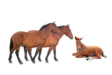 two horse