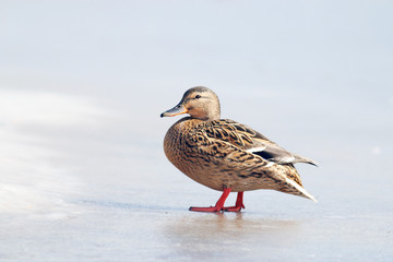 duck on ice spring bird