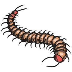 centipede
