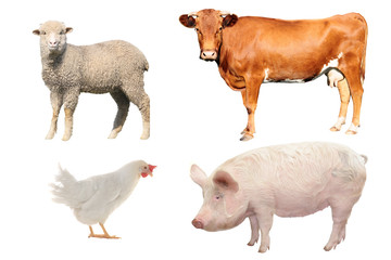livestock;