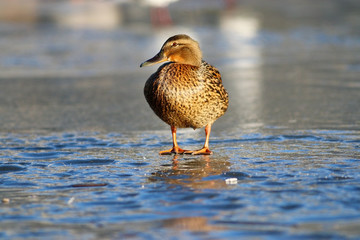 duck on the ice in winter