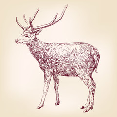 Deer hand drawn vector llustration realistic sketch