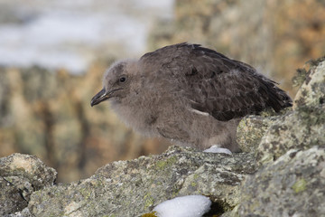 downy chick South Polar Skua among the rocks of the Antarctic Is