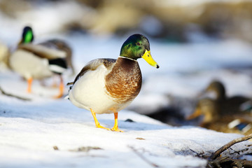 mallard duck on the river