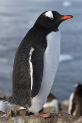 Gentoo penguin fall after molting to have not regrown tail