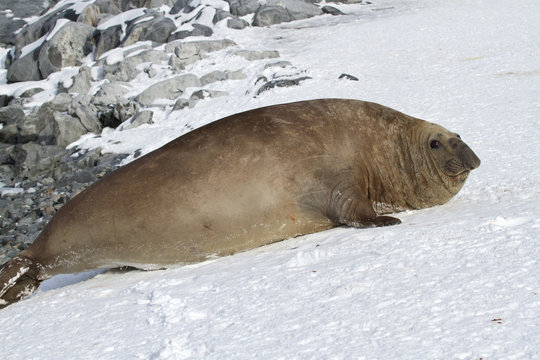 adult male southern elephant seal which lies in the snow Antarct