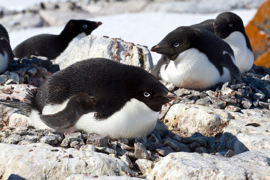 female Adelie penguin sitting on the eggs in the colony