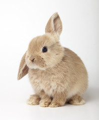 Baby of orange rabbit on white background