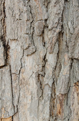tree bark background texture pattern