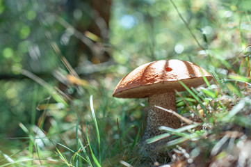 mushroom