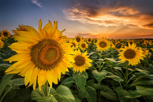 Beautiful sunset over a sunflower field