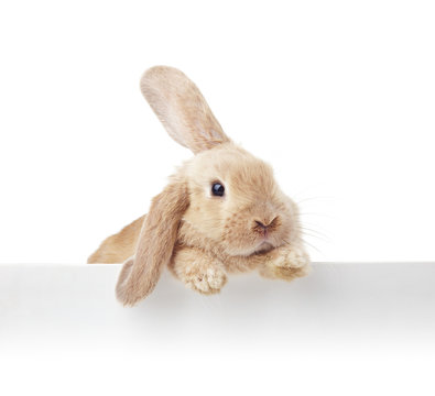 Cute Rabbit. Close-up portrait on a white background