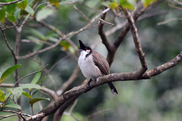 bulbul orphée