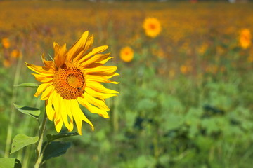 Blooming sunflower