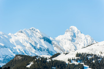 Fototapeta na wymiar Ice Mountain of Jungfrau Region with pine