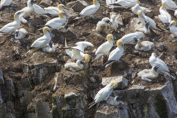 Northern gannets with chicks; Cape St. Mary's, Newfoundland