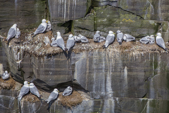 kittiwake parents and chicks; Cape St. Mary's, Newfoundland