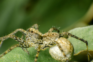 Native thai jumping spider sitting on  a leaf