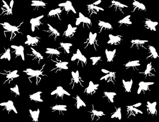 fly silhouettes isolated on black background