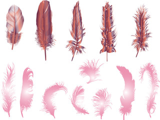 thirteen pink feathers isolated on white