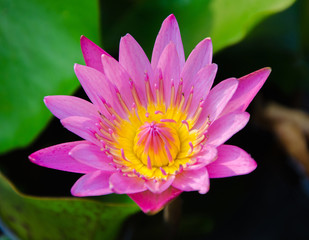 Lotus flower plants in the lake