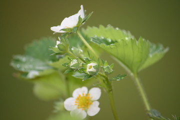 Erdbeerbl&uuml;te im Regen