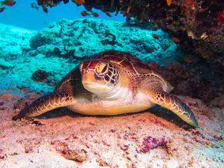 Fototapeta premium turtle