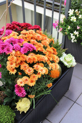 Fototapeta na wymiar Mix of beautiful flowers in the fall terrace garden