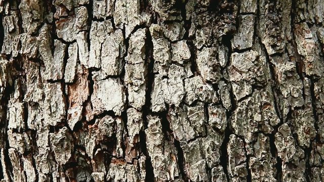 Close up of pear tree bark