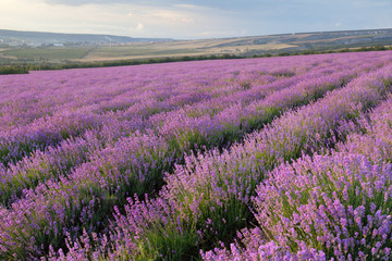 Naklejka na ściany i meble Lavender field on a background of clouds and mountains