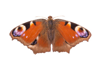 Fototapeta premium orange butterfly
