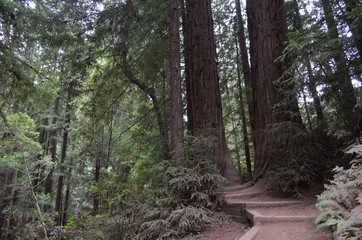 Fototapeta na wymiar boardwalk in Muir Woods forest, California