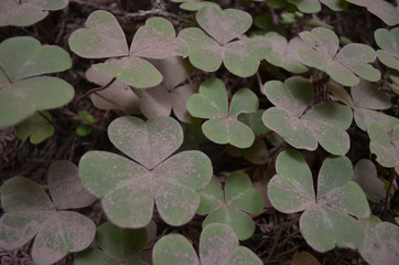 Redwood sorrel covered in dust, Muir Woods forest, California