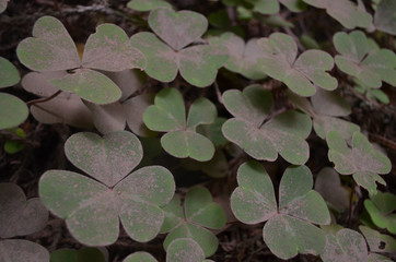 redwood sorrel covered in dust, Muir Woods forest, California