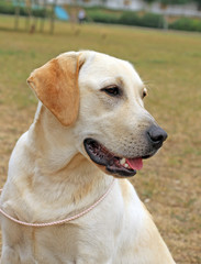 yellow happy labrador in summer