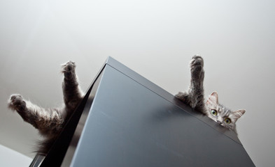 Grey siberian cat laying on cupboard and controling situation