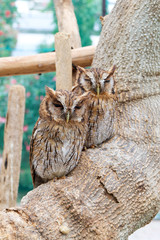 Wild owl on the tree