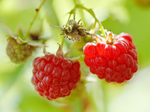 two ripe red raspberry berries close up