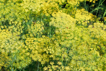 natural background from flowering dill
