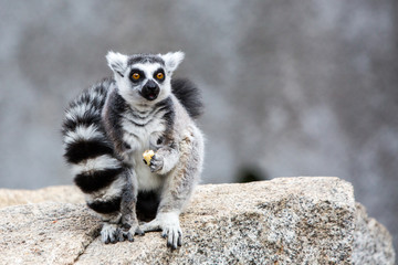 Ring-tailed Lemur - obrazy, fototapety, plakaty