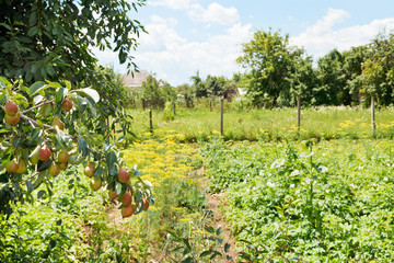 view of rural garden on backyard