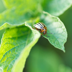 Fototapeta premium potato bug eating potatoes leaves