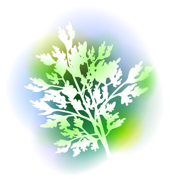 Illustration With Parsley Leaves
