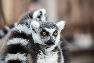 Fototapeta premium Ring-tailed Lemurs