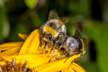 two bumblebee