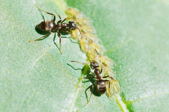 two ants tending aphids group on leaf